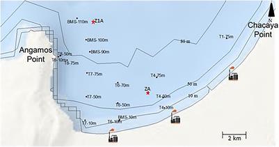 Spatial and Vertical Benthic Foraminifera Diversity in the Oxygen Minimum Zone of Mejillones Bay, Northern Chile